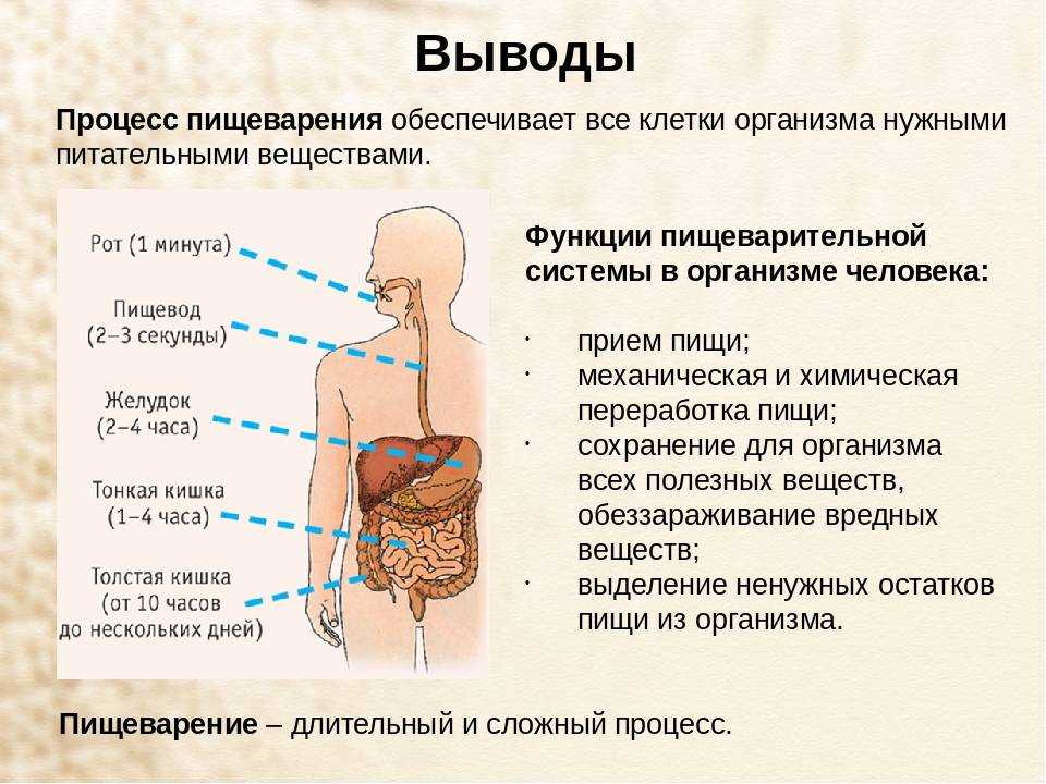 Как усваивается вода в организме человека схема