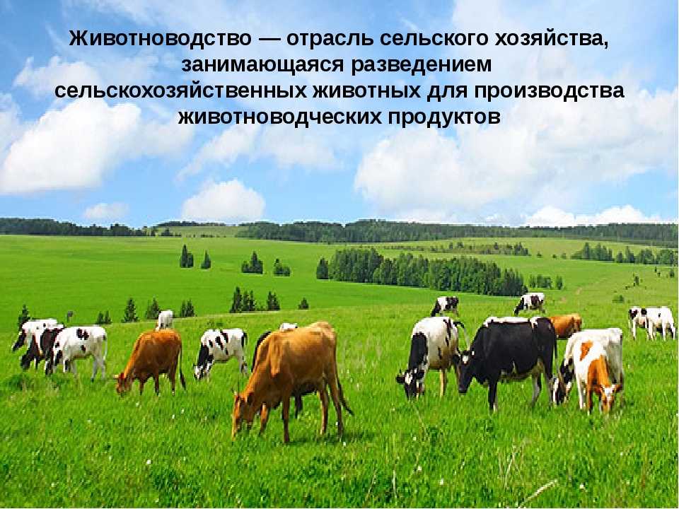 Сельскохозяйственное производство животных. Сельское хозяйство животноводство. Животноводство это отрасль сельского хозяйства. Экономика сельского хозяйства. Промышленность сельское хозяйство скотоводство.