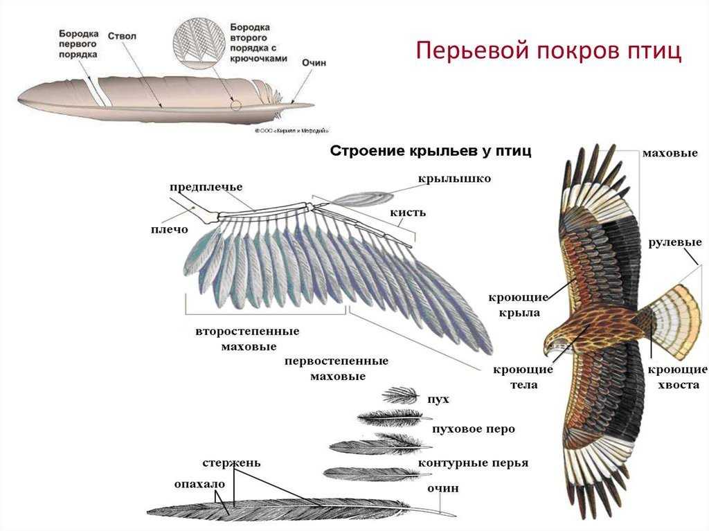 Крыло цветовая схема