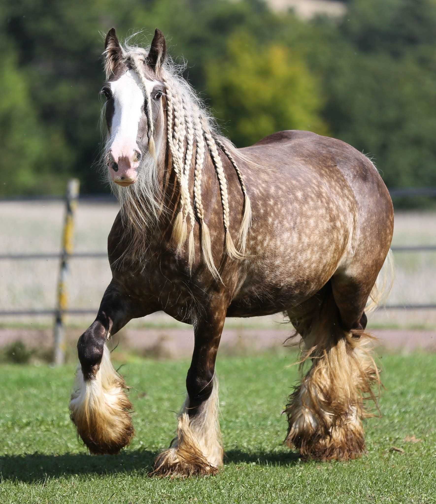 Тяжеловозы лошади фото и названия породы