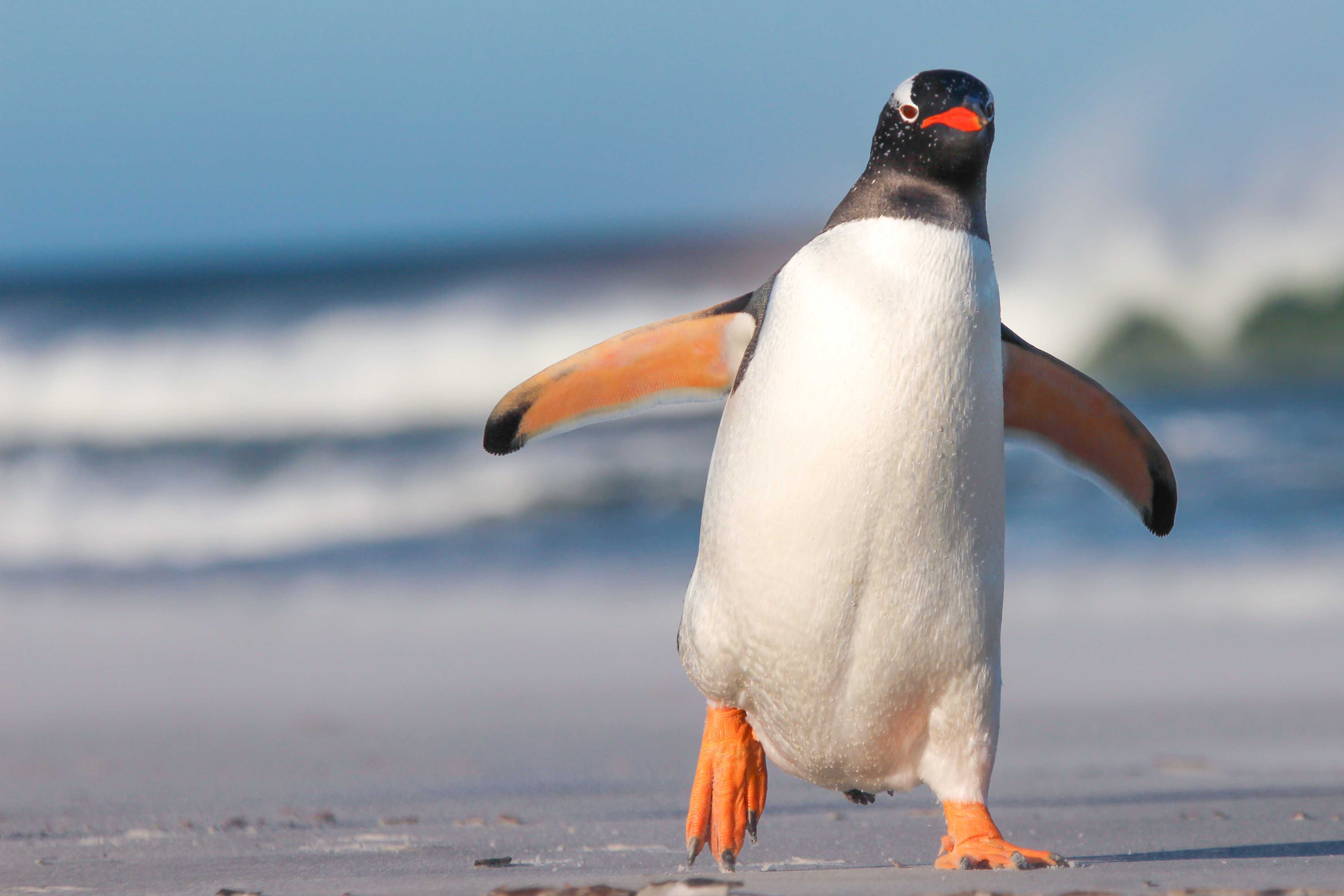 Любопытные факты о пингвинах