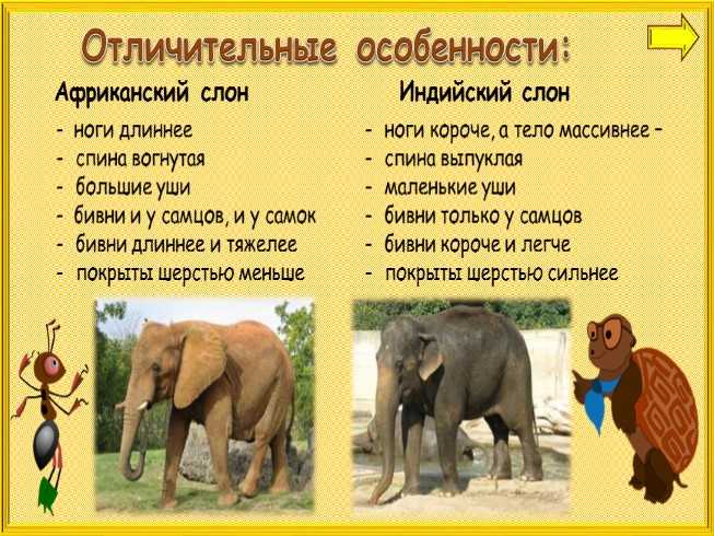 Чем отличается индийский слон от африканского 1. Индийский и Африканский слон отличия. Слоны африканские и индийские различие. Индийский слон и Африканский слон отличия. Африканские слоны и индийские слоны отличия.