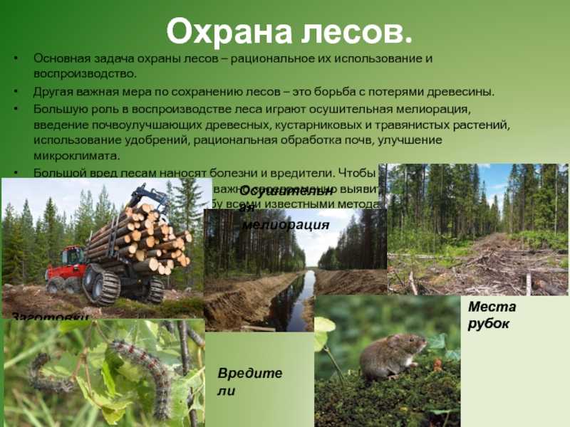 Защита лесов мероприятия