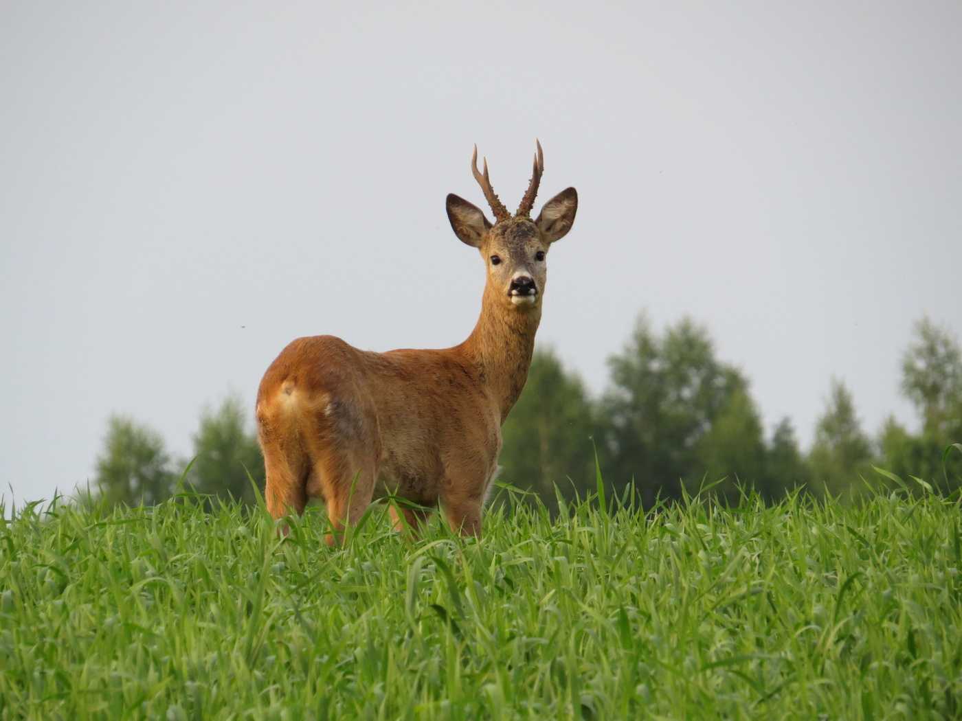 Европейская косуля (capreolus capreolus)