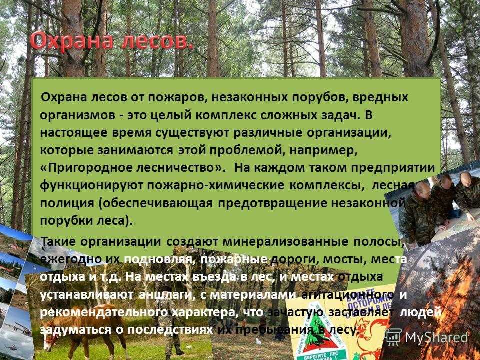 Охрана лесов в россии. Охрана лесов. Защита леса от пожара сообщение. Мероприятия по охране леса. Охрана леса доклад.