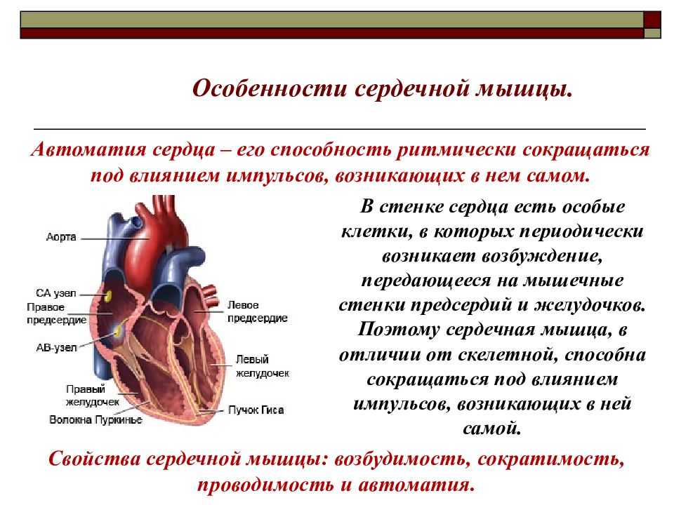 Сердечная строение и функции. Особенности строения сердечной мышечной. Особенности строения сердечной мышцы. Физиологические свойства сердечной мышцы анатомия. Характеристика сердечной мышцы.