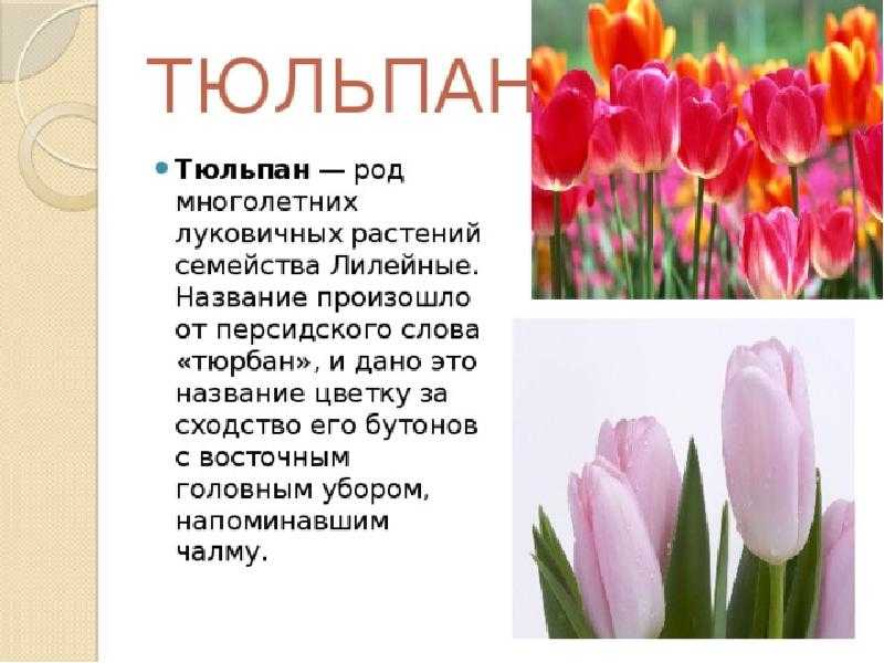 Факты о тюльпанах. Описание тюльпана. История тюльпанов. Тюльпан описание для детей. Интересные факты о тюльпанах для детей.