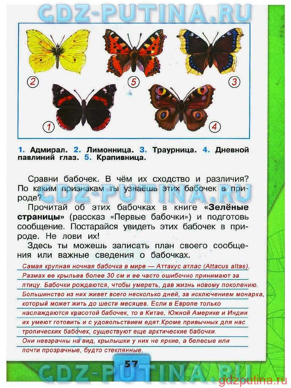 Записать план своего сообщения о бабочках