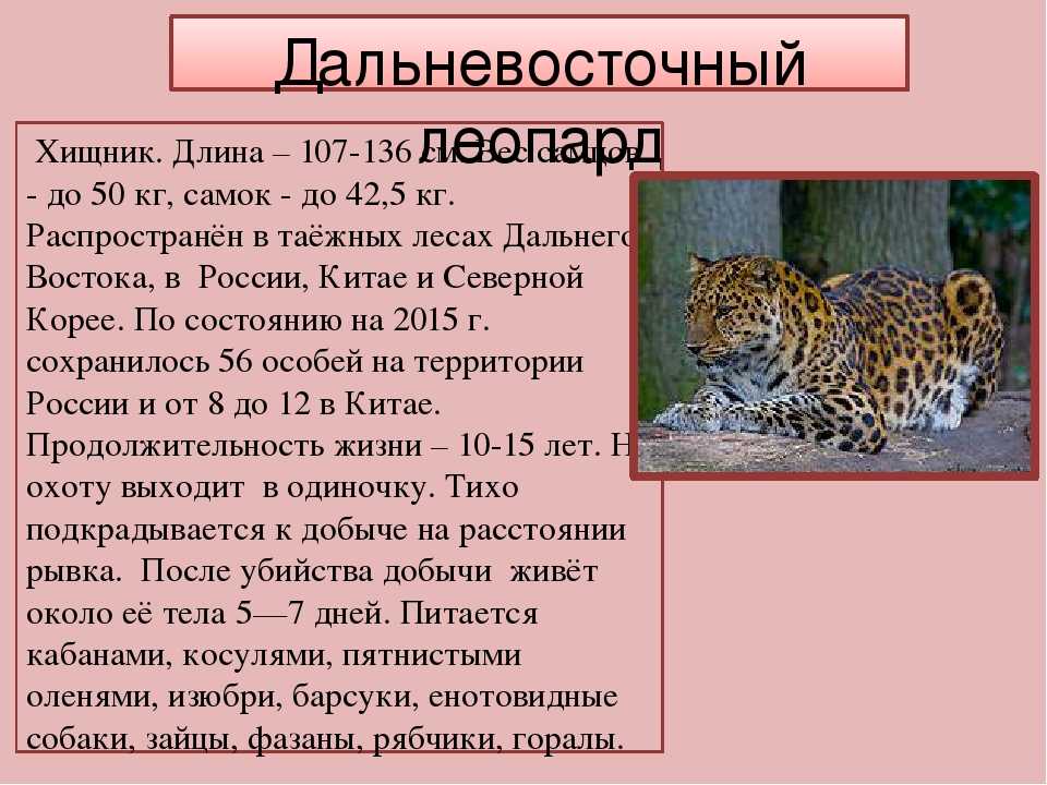 Рассказ о животном из красной книги