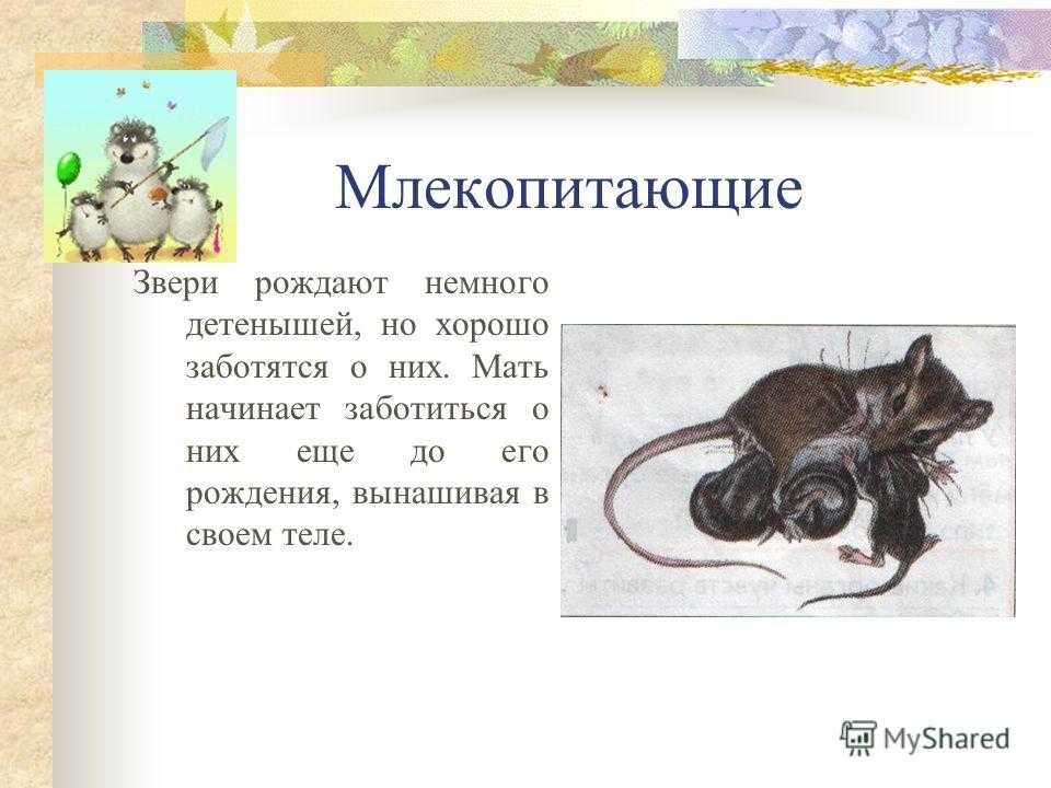 Млекопитающие 2 класс окружающий мир