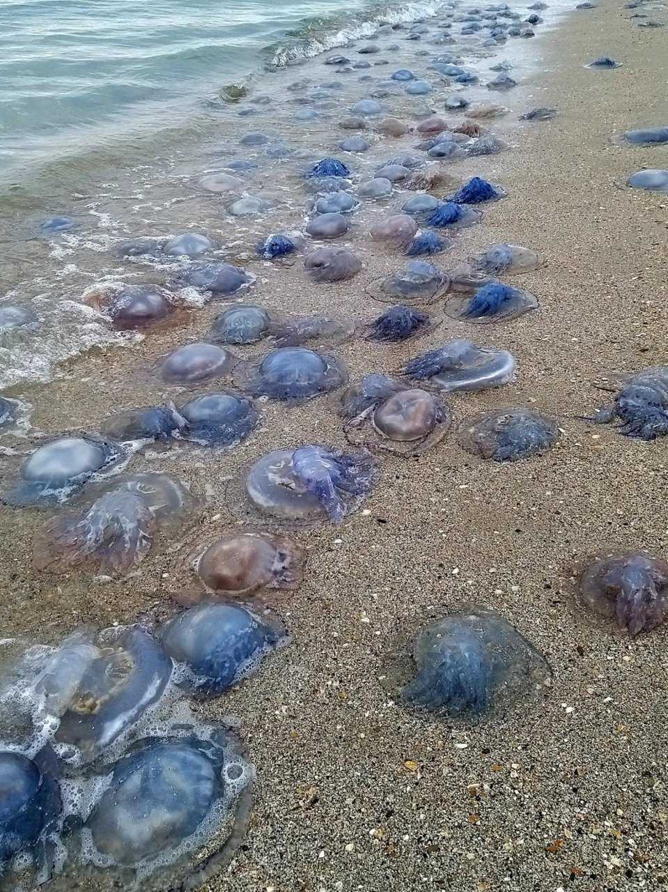 11 фактов о медузах — загадочных морских животных, которые доказывают, что природа умеет подкидывать сюрпризы