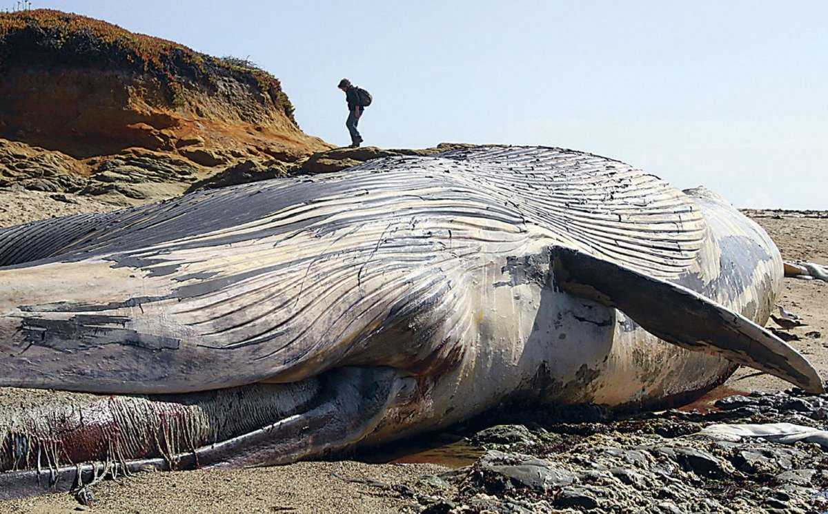 Самый большой синий кит