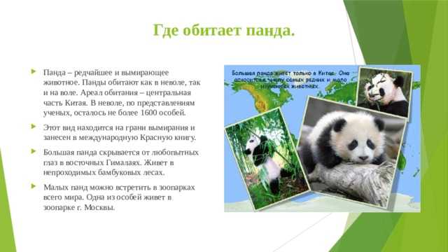 Представление ученых зверей. Большая Панда ареал обитания. Панда ареал обитания на карте. Ареал обитания большой панды. Место обитания панды на карте.