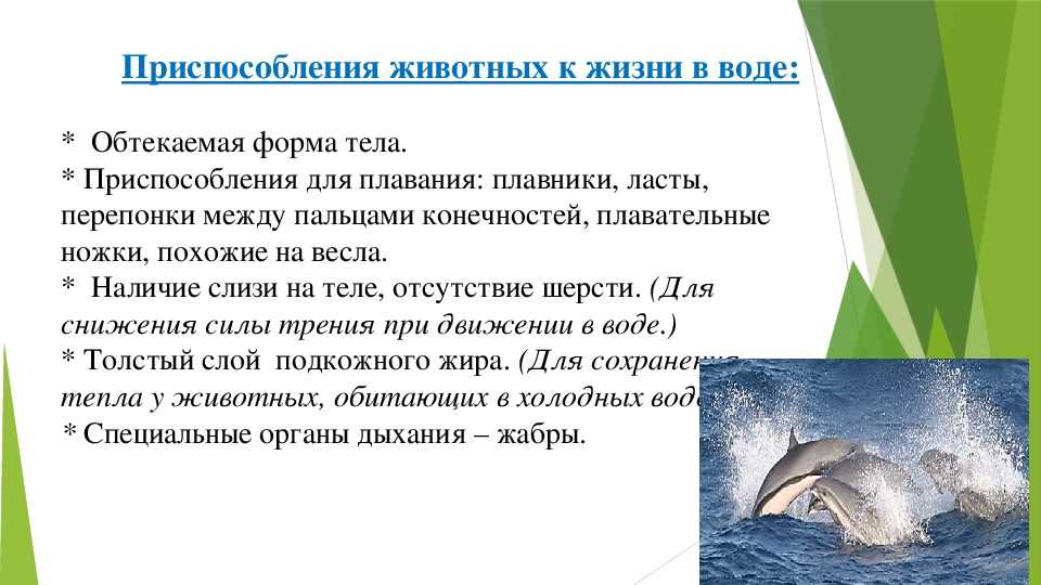 Механизмы приспособления к недостатку воды вида показанного на рисунке являются примером адаптации