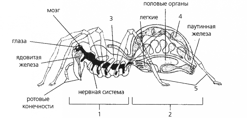 Какой орган паука обозначен на рисунке цифрой 6