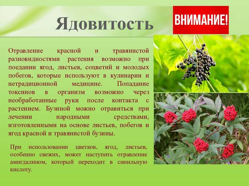 Бузина красная фото описание