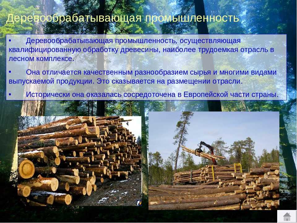 Развитие лесного комплекса. Деревообрабатывающая промышленность России. Лесная и деревообрабатывающая отрасли. Отрасли Лесной и деревообрабатывающей промышленности. Сырьё в деревообрабатывающей промышленности.