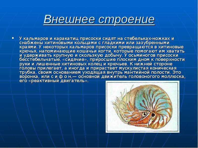 Биология 7 класс класс головоногих моллюсков. Головоногие моллюски гемолимфа. Покров головоногих моллюсков 7 класс. Строение головоногих моллюсков. Хроматофоры головоногих моллюсков.