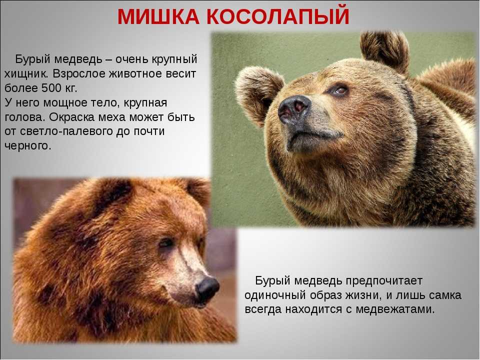 Бурый медведь тело. Бурый медведь описание. Бурый медведьописпние. Описание внешности медведя. Образ жизни медведя.