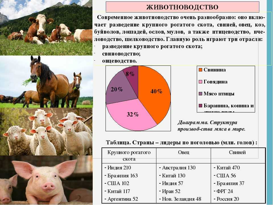 Получение продукции животноводства 8 класс