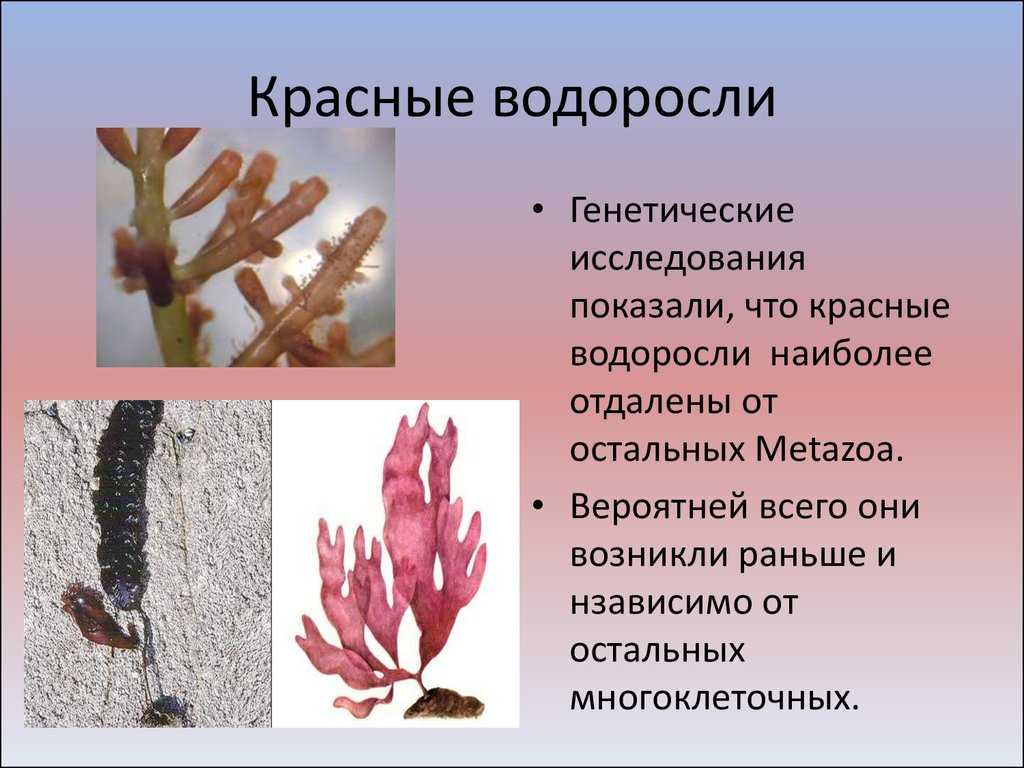 Красные водоросли презентация