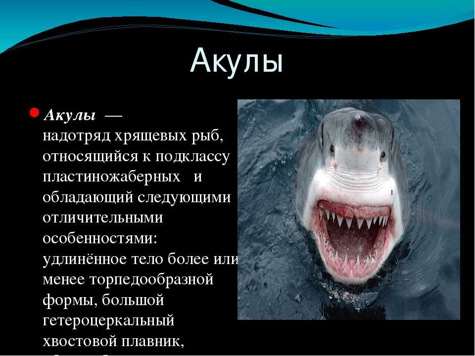 Акулы – виды и описание