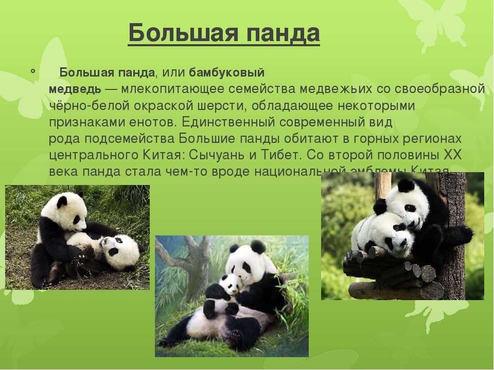 Панда - описание, семейство, где обитает, чем питается, сколько весит