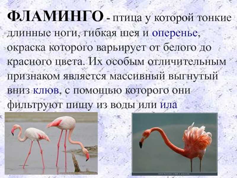 Фламинго сообщение. Краткое сообщение о Фламинго. Фламинго в красной книге России краткое описание. Розовый Фламинго доклад 2 класс окружающий мир красная книга. Розовый Фламинго красная книга краткое описание.