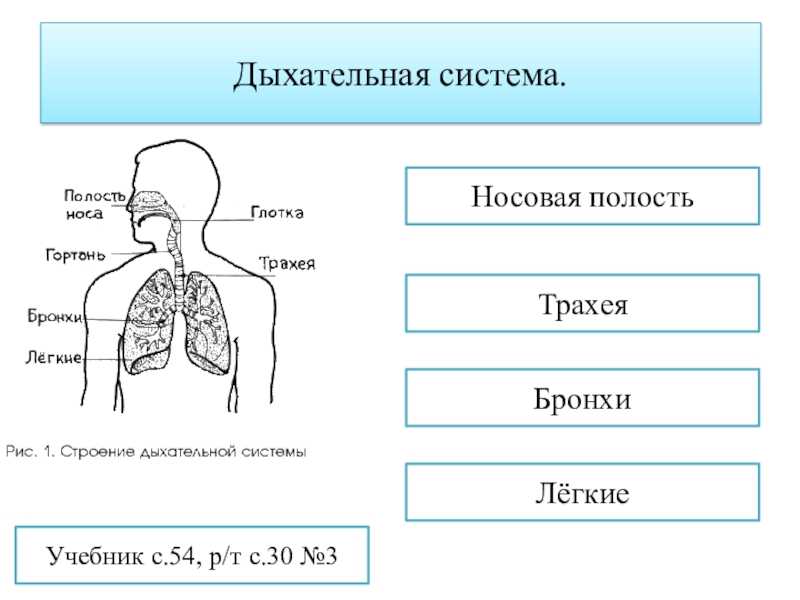 Тест дыхание организмов. Органы дыхательной системы человека 3 класс. Схема дыхания человека 3 класс. Дыхательная система человека схема 3 класс. Органы дыхательной системы человека 4 класс.