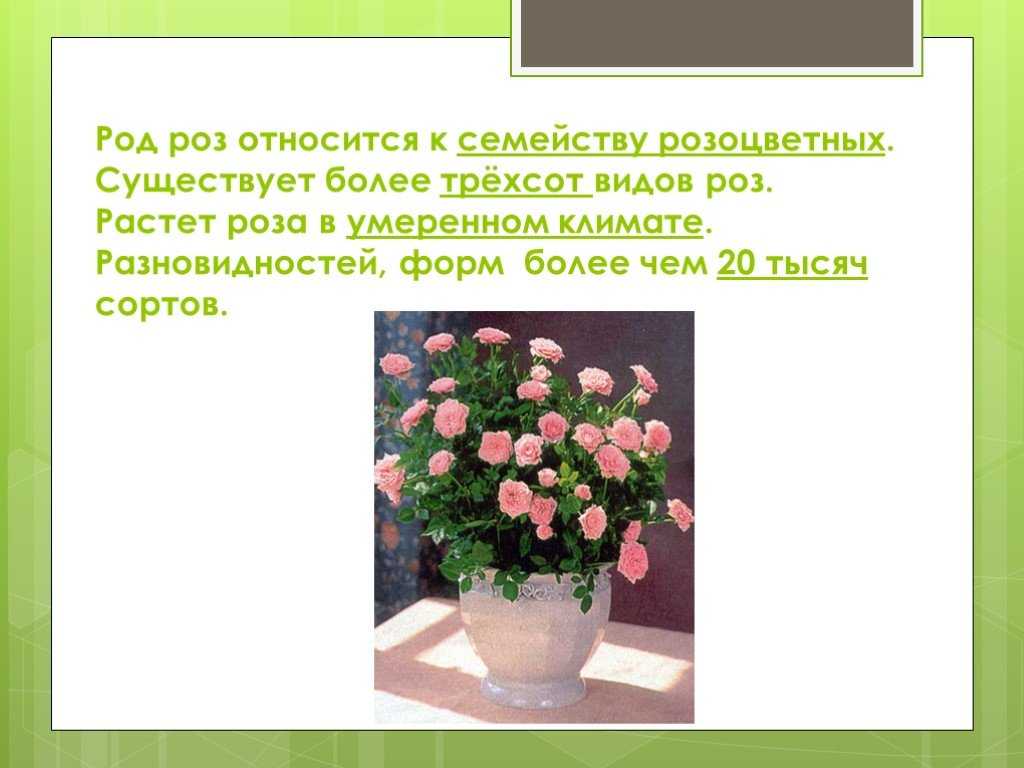 Розе 3 класс. Доклад о Розе 3 класс. Рассказ о домашней Розе. Проект про розу. Сообщение о цветке роза 3 класс.