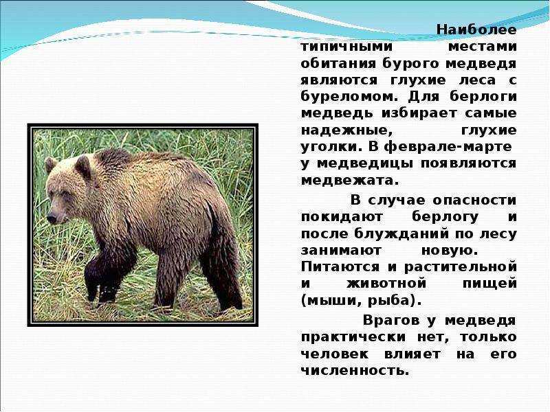 Русский язык описание камчатского бурого медведя