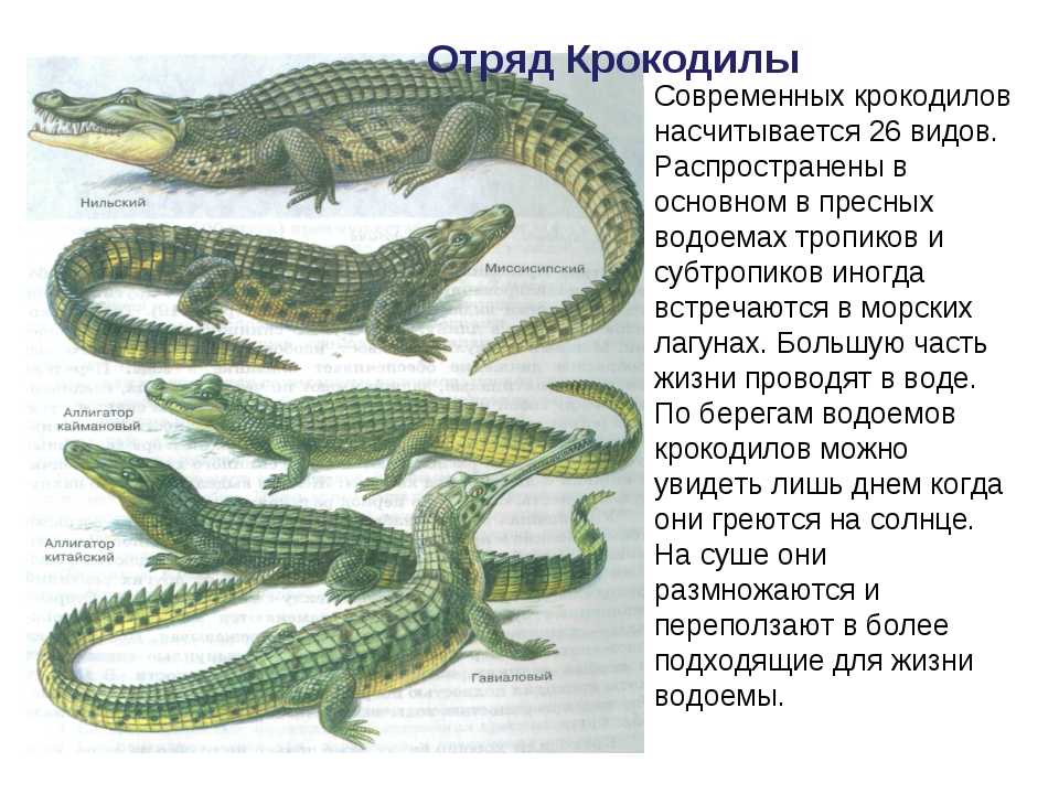 Размеры рептилий
