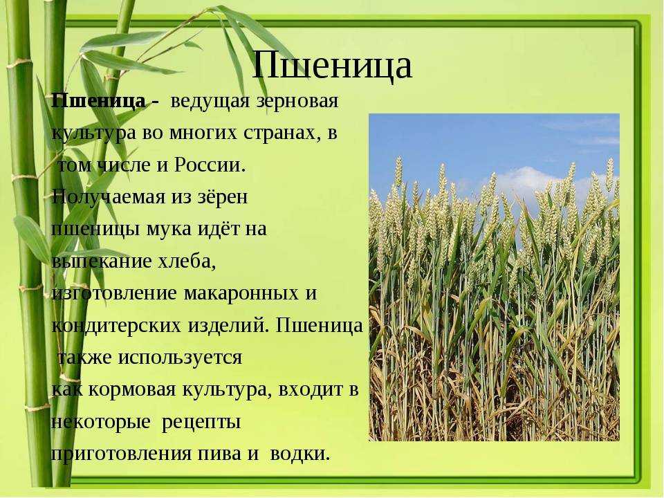 Какие зерновые культуры выращивали в россии. Культурные растения зерновые культуры. Культурные злаковые растения. Сообщение о пшенице. Культурные растения пшеница.