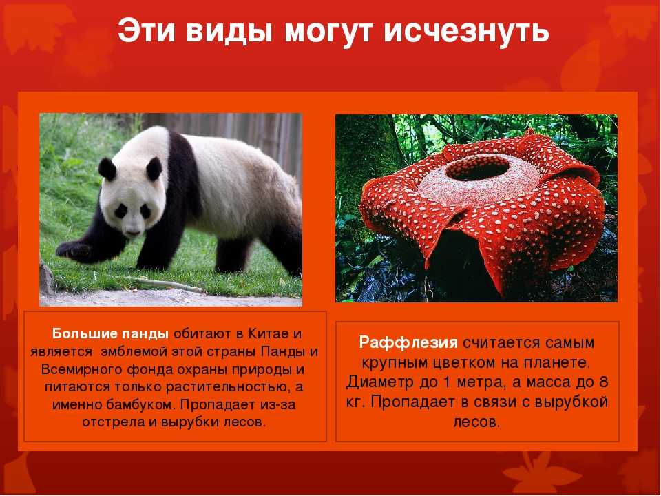 Где живет панда на каком. Панда красная книга. Большая Панда из красной книги. Красная Панда информация. Представитель красной книги Панда.