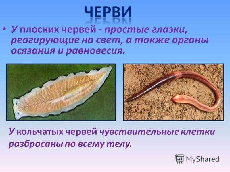 Плоские черви наличие полости