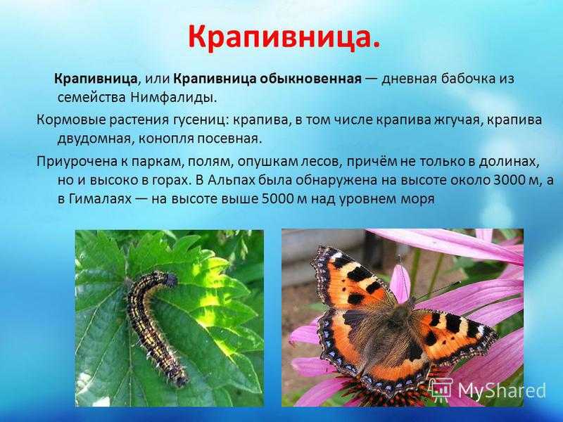 Какие отношения между крапивницей и пчелой. Бабочка крапивница и ее гусеница. Крапивница (бабочка) Нимфалиды. Бабочка крапивница на крапиве. Бабочка крапивница обыкновенная.