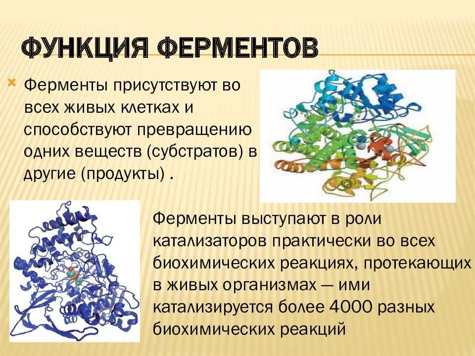 Ферменты клетки синтезируются в. Ферменты это в биологии. Функции ферментов. Ферменты и их функции в организме. Ферменты в организме человека презентация.