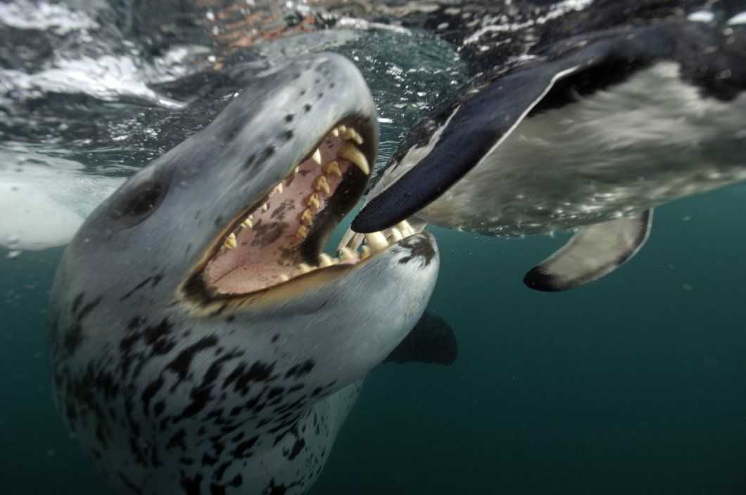 Морской леопард