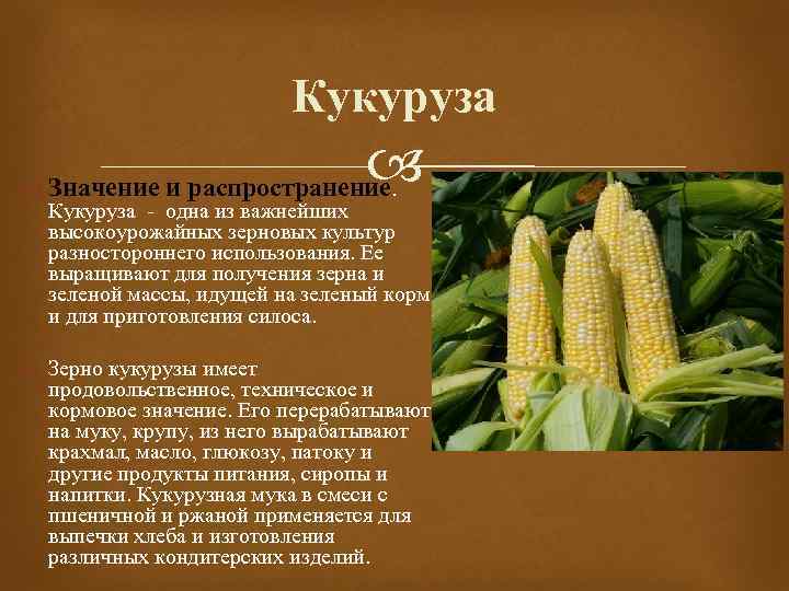 Кукуруза откуда. Кукуруза культурное растение доклад 3 класс. Кукуруза описание 2 класс. Паспорт растения кукуруза. Кукуруза описание растения 4 класс.