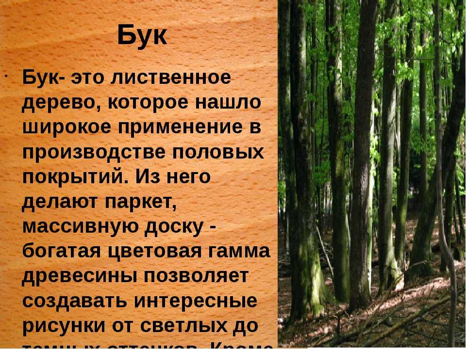 Описание черного дерева. Бук дерево описание. Сообщение про дерево бук. Бук характеристики древесины. Интересные факты о деревьях.