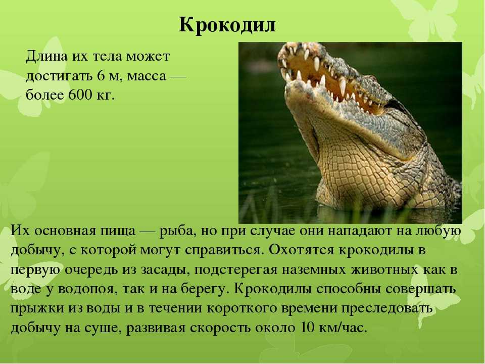 Крокодил млекопитающее или нет. Доклад про крокодила. Описание крокодила. Описание крокодилов. Крокодил описание для детей.
