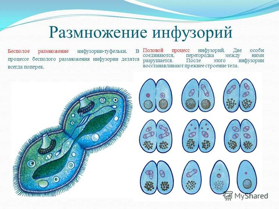 Тип инфузории 7 класс презентация