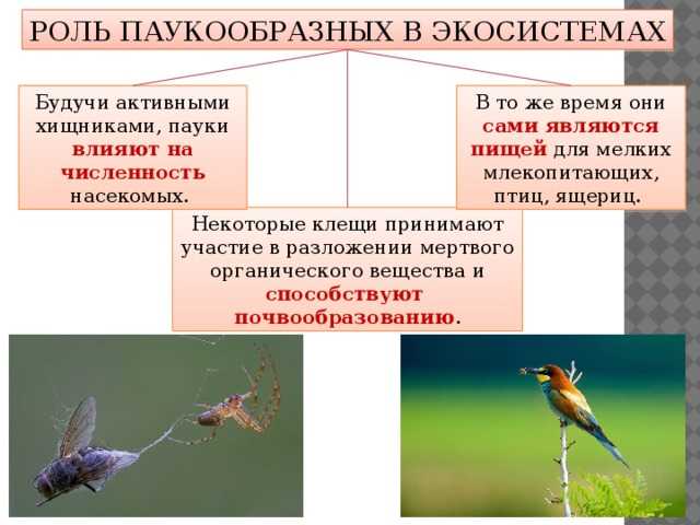 Значение пауков. Роль паукообразных в природе и в жизни человека. Роль паукообразных в экосистемах. Роль паукообразных в жизни человека. Ррль в природк паукообразн.