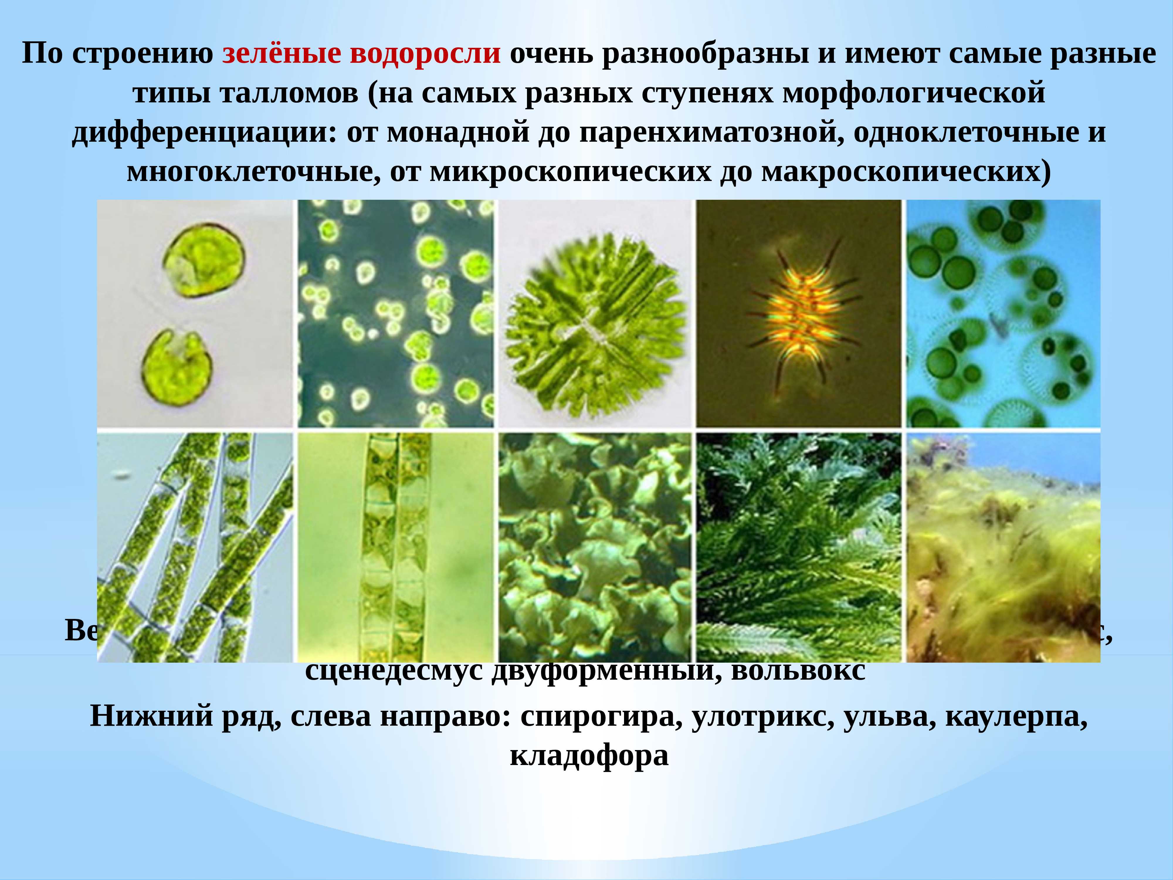 Зеленые водоросли форма. Chlorophyta отдел зелёные водоросли. Строение таллома зеленых водорослей. Отдел зеленые водоросли строение таллома. Зеленые водоросли 9 класс биология.