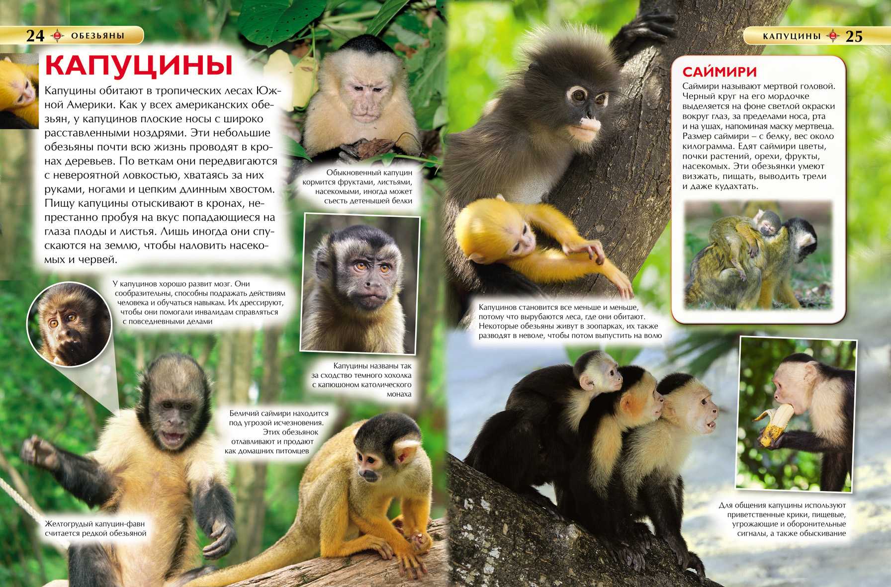 Детская энциклопедия Росмэн обезьяны