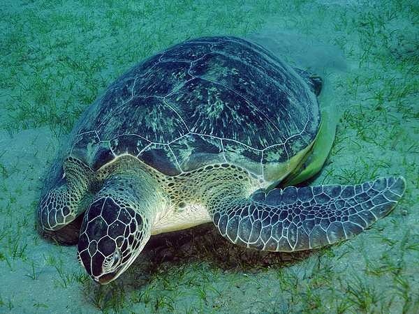 К какой группе относятся морские черепахи. Морская черепаха. Зеленая морская черепаха. Зеленая морская черепаха красная книга. Зеленая суповая черепаха.