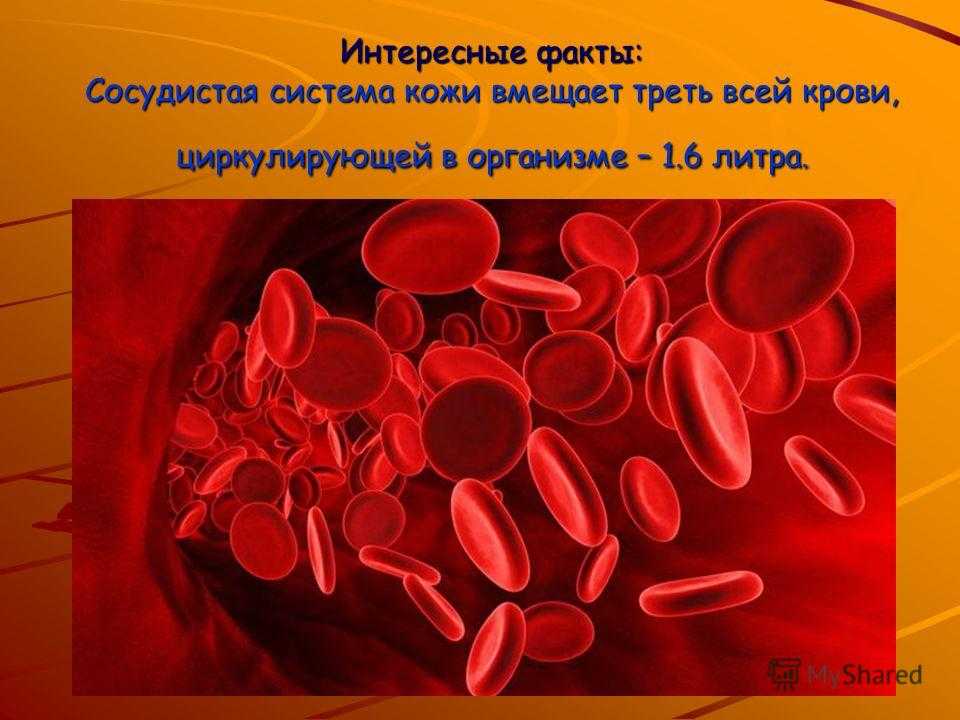 Факт защиты. Интересные факты о кровеносной системе. Интересные факты о кровеносной системе человека. Интересные факты о кровеносной системе 4 класс.