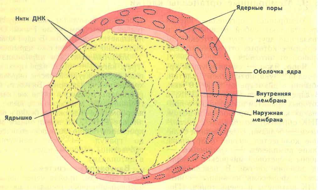 Схема строения ядра клетки