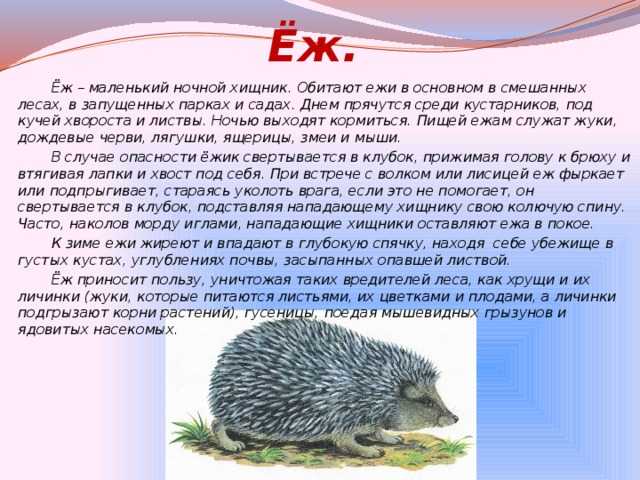 Еж обыкновенный проект