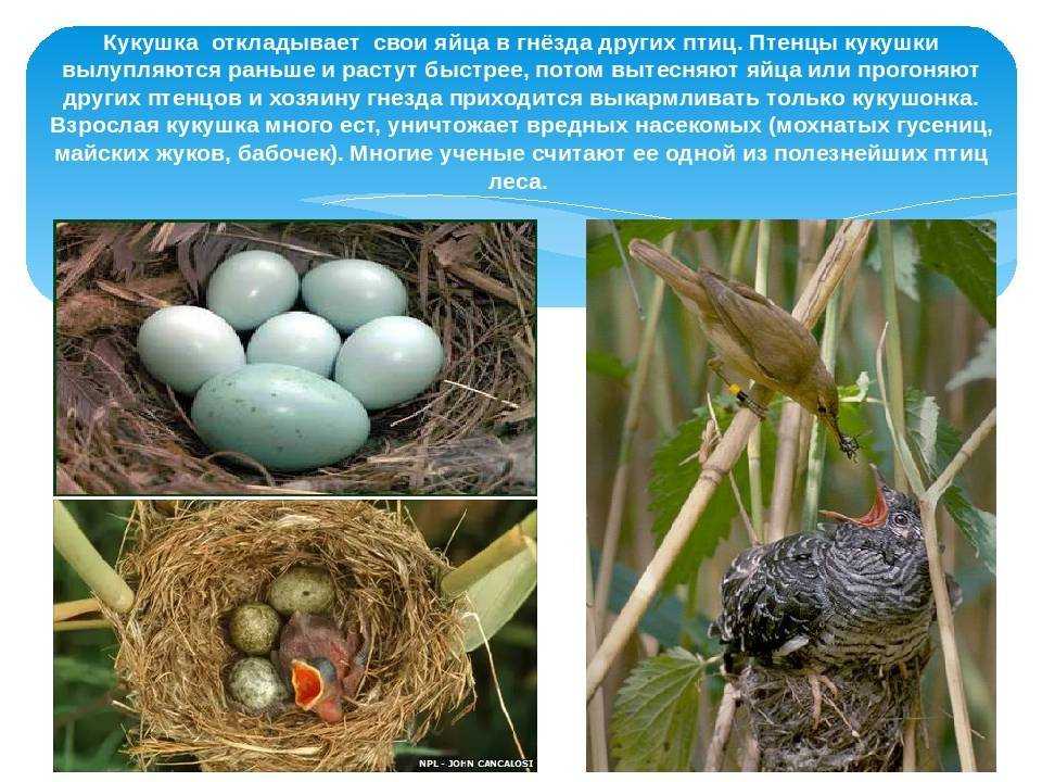 Какой гнезде в жизни. Кукушка откладывает яйца в гнезда. Яйца птиц. Гнездо кукушки. Гнездование птиц.
